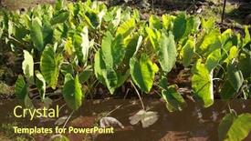  Presentation with maui - PPT theme with taro plant colocasia esculenta growing on maui hawaii a hawaiian food staple background and a tawny brown colored foreground
