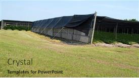  Presentation with ginseng - Presentation featuring tarped-ginseng-field-in-south background and a yellow colored foreground