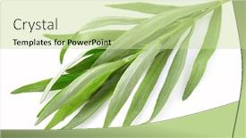  Presentation with leaves - Amazing theme having tarragon-leaves-in-closeup backdrop and a soft green colored foreground