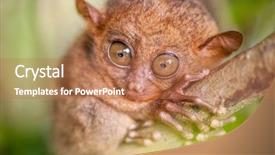  Presentation with philippines environment - Beautiful PPT layouts featuring tarsier monkey in natural environment backdrop and a coral colored foreground