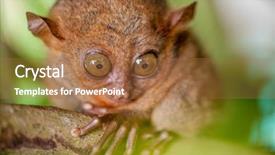  Presentation with philippines environment - Slide deck featuring tarsier monkey in natural environment background and a coral colored foreground