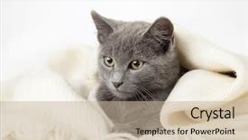  Presentation with tartan - Beautiful theme featuring tartan - gray kitten wrapped backdrop and a mint green colored foreground