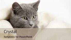  Presentation with tartan - Audience pleasing PPT theme consisting of tartan - gray kitten wrapped backdrop and a mint green colored foreground