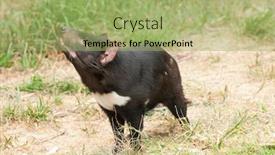  Presentation with australian - Beautiful PPT layouts featuring tasmanian-devil-sarcophilus-harrisii backdrop and a mint green colored foreground