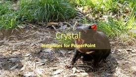  Presentation with australia - Presentation theme enhanced with tasmanian-devil-sarcophilus-harrisii background and a  colored foreground