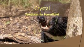  Presentation with devil - Slides having tasmanian-devil-sarcophilus-harrisii background and a  colored foreground