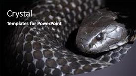  Presentation with tiger - PPT layouts enhanced with tasmanian-tiger-snake-notechis-scutatus background and a  colored foreground