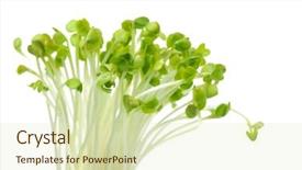  Presentation with taste - Beautiful PPT layouts featuring taste buds - radish sprout isolated on white backdrop and a  colored foreground