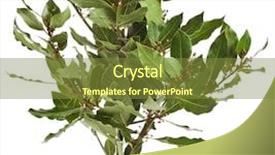  Presentation with banana stem tree and leaf - Colorful PPT layouts enhanced with taste buds - tree of bay laurel leaves backdrop and a tawny brown colored foreground
