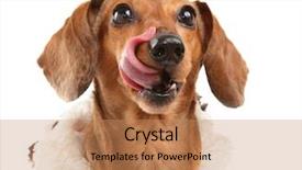  Presentation with wait - Beautiful theme featuring tasty tongue - dachshund dog wait for yummy backdrop and a coral colored foreground