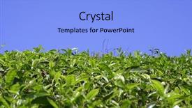  Presentation with tea plantation - Beautiful presentation featuring tata sky - green tea plantation horizon kerala backdrop and a light blue colored foreground