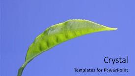  Presentation with munnar - Audience pleasing PPT theme consisting of tata sky - tea leaf at plantation backdrop and a light blue colored foreground