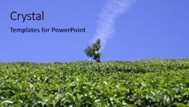  Presentation with tea plantation - Presentation theme having tata sky - vertical cloud above tree background and a light blue colored foreground