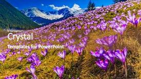  Presentation with mountains - Colorful slides enhanced with tatra mountains crocuses backdrop and a red colored foreground