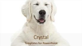  Presentation with sheepdog - PPT layouts having tatra sheepdog smiling with eyes background and a lemonade colored foreground