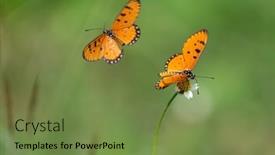  Presentation with tawny - Presentation with tawny-coster-acraea-terpsicore-butterfly background and a tawny brown colored foreground