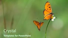  Presentation with tawny - Presentation theme featuring tawny-coster-acraea-terpsicore-butterfly background and a seafoam green colored foreground