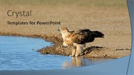  Presentation with tawny - Presentation theme consisting of tawny-eagle-aquila-rapax-drinking background and a  colored foreground