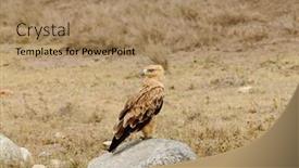  Presentation with tawny - Colorful presentation theme enhanced with tawny-eagle-aquila-rapax-eating backdrop and a coral colored foreground
