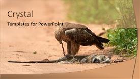  Presentation with tawny - Theme having tawny-eagle-aquila-rapax-eating background and a coral colored foreground