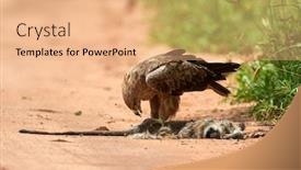  Presentation with tawny - Cool new PPT theme with tawny-eagle-aquila-rapax-eating backdrop and a coral colored foreground