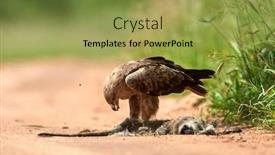  Presentation with tawny - Slide set having tawny-eagle-aquila-rapax-eating background and a yellow colored foreground