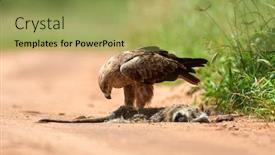  Presentation with tawny - Amazing presentation having tawny-eagle-aquila-rapax-eating backdrop and a yellow colored foreground