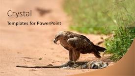  Presentation with tawny - Beautiful slides featuring tawny-eagle-aquila-rapax-eating backdrop and a coral colored foreground
