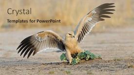  Presentation with tawny - Slides with tawny-eagle-aquila-rapax-hunting background and a  colored foreground