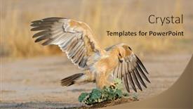  Presentation with tawny - PPT layouts featuring tawny-eagle-aquila-rapax-hunting background and a  colored foreground