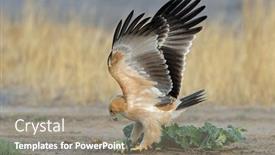  Presentation with tawny - Slide deck having tawny-eagle-aquila-rapax-hunting background and a coral colored foreground