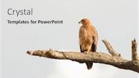  Presentation with tawny - Colorful slides enhanced with tawny-eagle-aquila-rapax-resting backdrop and a white colored foreground
