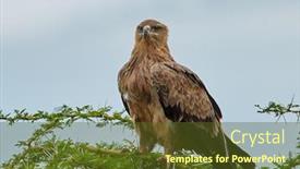  Presentation with tawny - PPT layouts enhanced with tawny-eagle-aquila-rapax-sitting background and a tawny brown colored foreground