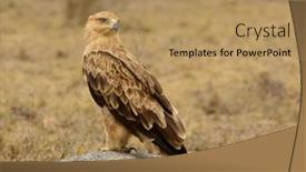  Presentation with tawny - Slide set consisting of tawny-eagle-aquila-rapax-sitting background and a coral colored foreground