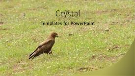  Presentation with tawny - Audience pleasing presentation theme consisting of tawny-eagle-aquila-rapax backdrop and a yellow colored foreground