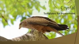  Presentation with tawny - Amazing theme having tawny-eagle-aquila-rapax backdrop and a yellow colored foreground