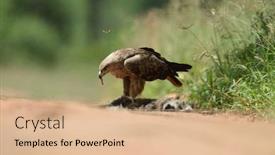  Presentation with tawny - Presentation theme consisting of tawny-eagle-aquila-rapax background and a coral colored foreground