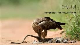  Presentation with tawny - Presentation theme having tawny-eagle-aquila-rapax background and a mint green colored foreground