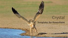  Presentation with tawny - Presentation featuring tawny-eagle-aquila-rapax background and a coral colored foreground