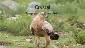  Presentation with tawny - Slides enhanced with tawny eagle bird of prey background and a seafoam green colored foreground