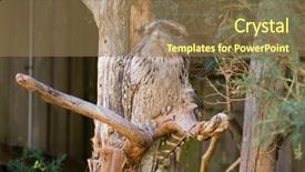  Presentation with tawny - PPT layouts featuring tawny frogmouth with tufts perching background and a  colored foreground