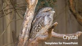  Presentation with tawny - PPT layouts with tawny frogmouth with tufts background and a violet colored foreground