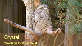 Presentation with tawny - Presentation theme with tawny frogmouth with tufts background and a  colored foreground