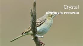  Presentation with tawny - Audience pleasing PPT theme consisting of tawny-pipit-in-natural-habitat backdrop and a coral colored foreground