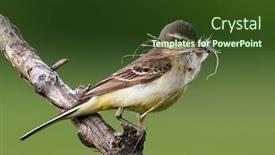  Presentation with tawny - Slide deck enhanced with tawny-pipit-latin-anthus-campestris background and a tawny brown colored foreground