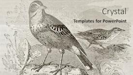  Presentation with tawny - Colorful slides enhanced with tawny-pipit-old-illustration-anthus backdrop and a light gray colored foreground