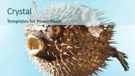  Presentation with puffer - PPT layouts featuring taxidermal inflated puffer fish background and a cool aqua colored foreground