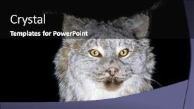  Presentation with black - Beautiful slides featuring taxidermy-mount-of-a-lynx backdrop and a black colored foreground