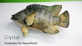  Presentation with fish people - Presentation theme consisting of taxidermy-stuffed-fish-mounted background and a white colored foreground