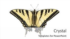  Presentation with western - Slide set having western tiger swallowtail butterfly background and a white colored foreground